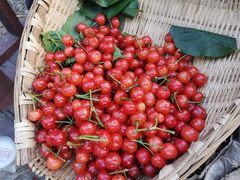 -樱桃山旅游景区