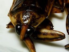 -莫华(锦绣趣园北街店)