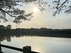 -大湾区中央湿地公园