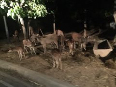 -清迈夜间动物园