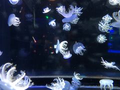 -太平洋海底世界