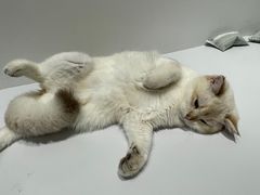 -COLOR PETS 撸猫馆·购猫·猫咖(长风大悦城店)