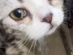 -A猫a狗全科·犬猫异宠·芥西宠物医院(南开总院)