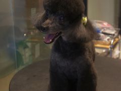 -Oh My Dog宠物沙龙(伊珊娜皮毛护理店)