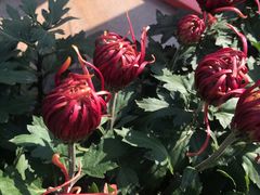 -武清南湖绿博园