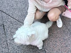 -观音桥步行街