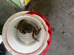 -小象钓虾·营地烧烤(洛溪店)
