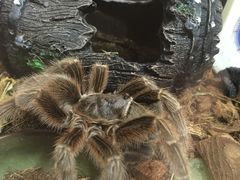 -Rabbit Cafe私房西餐甜点咖啡(栖霞路店)