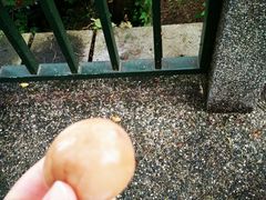 -金盆阿嬷香菇茶叶蛋(玄光店)