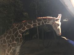 -清迈夜间动物园