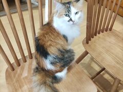 -是阿柴呀！柴犬咖啡·爱喵喵猫咖