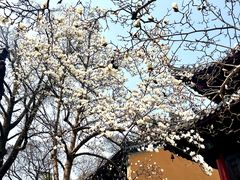 -灵谷景区