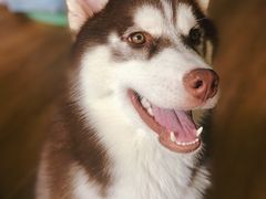 -Husky Go! 哈士奇体验馆·宠物咖啡厅狗咖