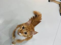 -糯米喵星人·撸猫猫舍咖啡馆(西市场嘉华店)