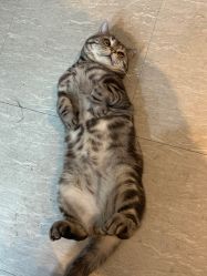 -幸运7纹身刺青Lucky7tattoo