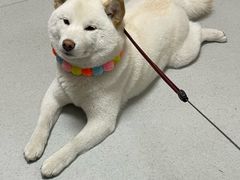 -谐和益家动物医院·免疫绝育·血液透析·宠保定点医院(高新伊藤分院)