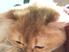 -猫腻·猫咖·撸猫馆(星光大道店)