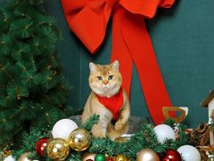 -超宠爱宠物摄影-Super pet