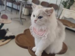 -共舞时光猫咖·狗咖(新街口店)