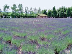 -富田农场