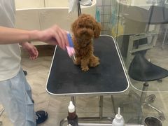 -Pets First伊珊娜洗护·精致美容·家庭式寄养(新会路店)