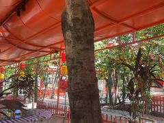 -陶缘一号·四季缘·老字号顺德菜·户外婚礼家宴(西滘店)