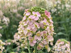 -中国天府农业博览园