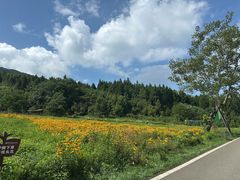 -武陵山森林公园