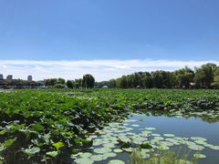 -长春市南湖公园