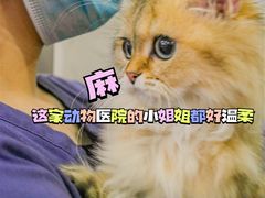 -伟伟宠物医院·CT影像中心·瑞派犬猫综合性门诊(汉口总院)