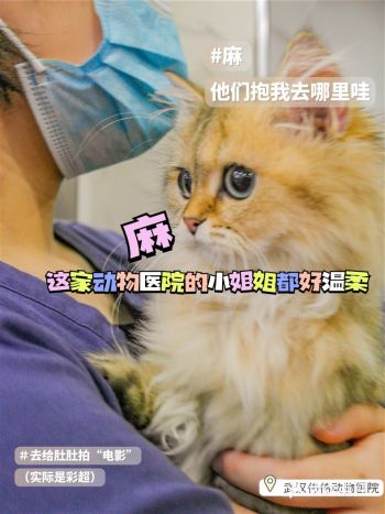 隐藏在后湖的一家宝藏动物医院