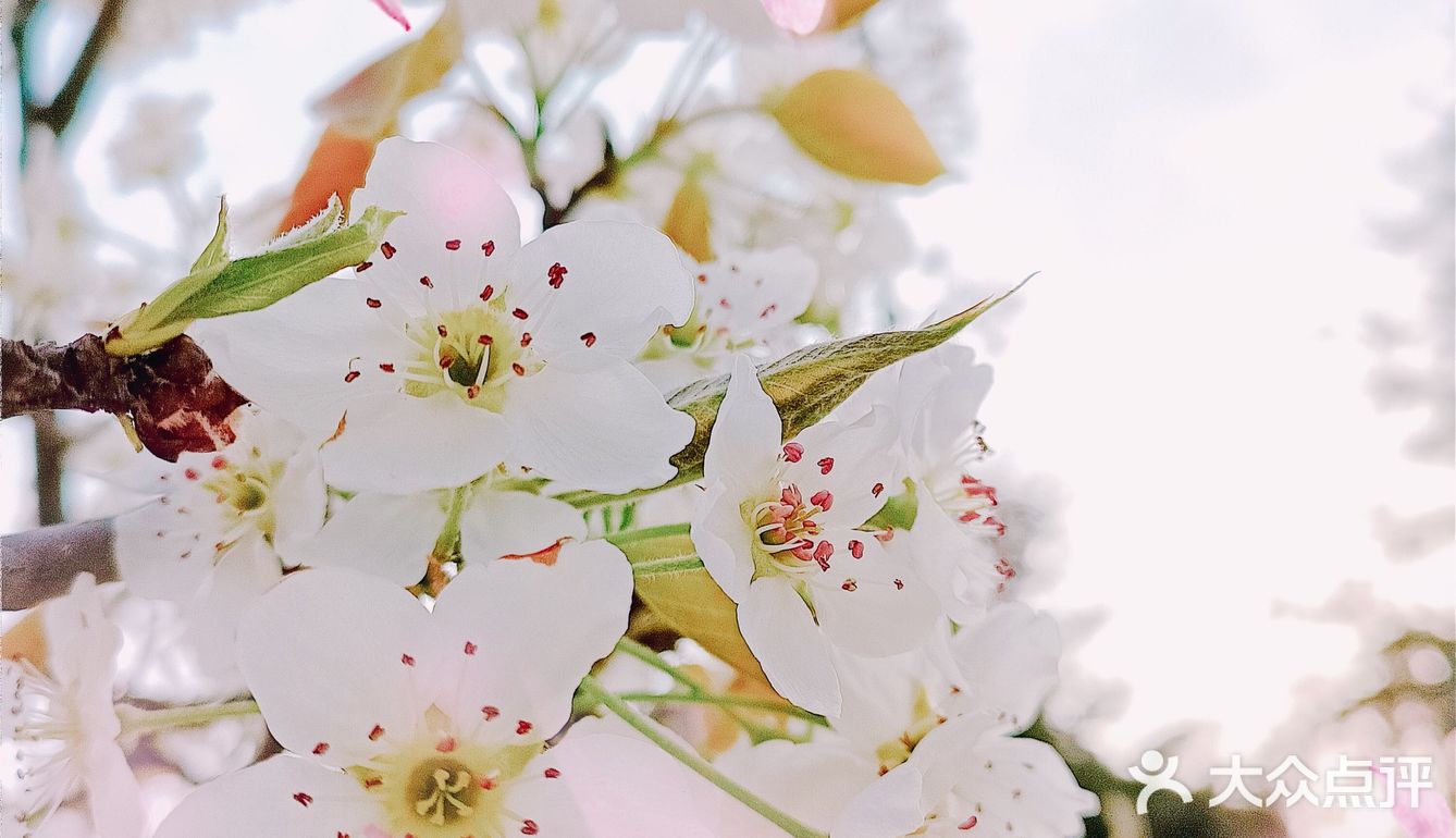 🌸随手拍，小区里的春天