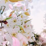 🌸随手拍，小区里的春天