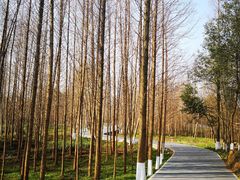 -桤木河湿地公园