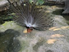 -泉州海丝野生动物世界