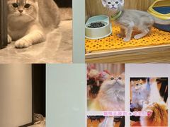 -欣宠猫屋·矮脚拿破仑·蓝金金渐层