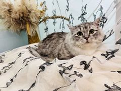 -爱洗澡的猫(望京店)