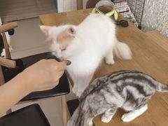 -平行世界·猫咖(首经贸店)