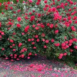 花都开好了，就等你来