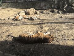-栾川竹海野生动物园