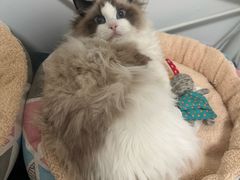 -猫十亿·布偶金渐层·曼基康矮脚猫舍(青年路店)