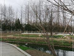 -上海长兴岛郊野公园