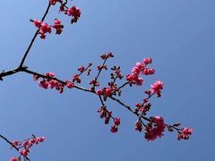 -杭州植物园