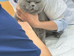 -博特宠物医院24h犬猫全科.骨科·异宠
