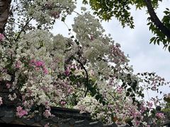 -深圳国际园林花卉博览园