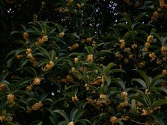 -新湖明珠城