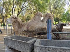 -长白岛森林公园