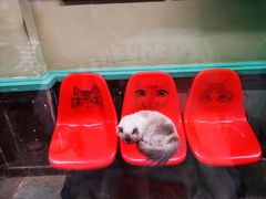 -猫咪博物馆(顶澳仔猫街店)