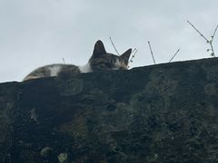 -缙云山景区