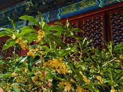 -香山公园